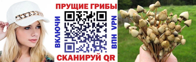 МЕГА ссылки  Бердск  Галлюциногенные грибы Psilocybine cubensis  где найти  